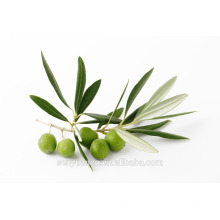 hydroxytyrosol, olive leaf p e, olive leaf plant extract